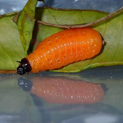 Réf. 330 652 : Podontia affinis